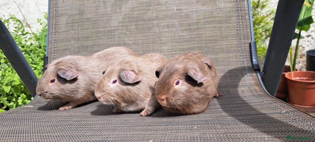 Guinea Pig rodents for sale: Baby boy guineas  - Image 2