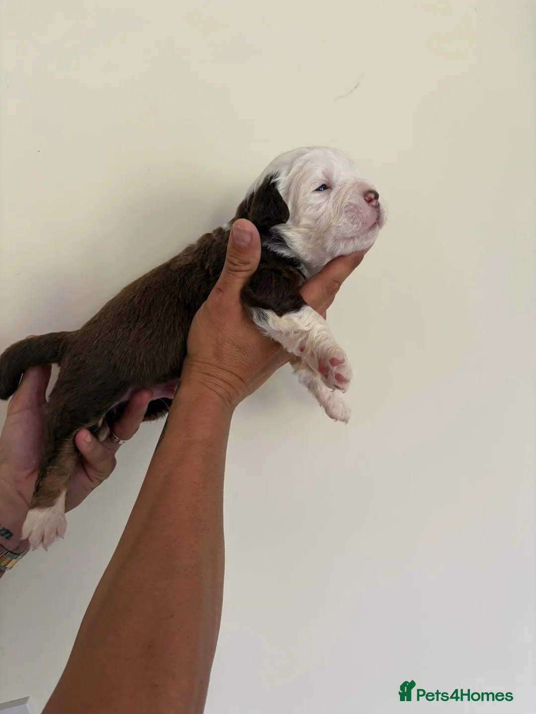 Olde English Bulldogge dogs for sale: Olde English fluffy Bulldogges in Bromsgrove - Advert 31