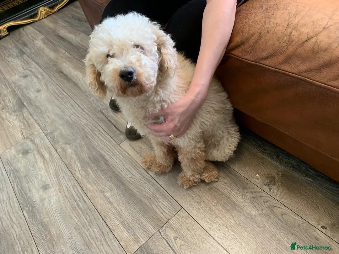 Cockapoo dogs for sale: Cocker poodle.puppies for sale in Alnwick - Advert 2
