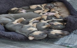 Jack Russell dogs for sale: Lilac/Blue Jack Russell puppies  in Hornchurch - Image 26