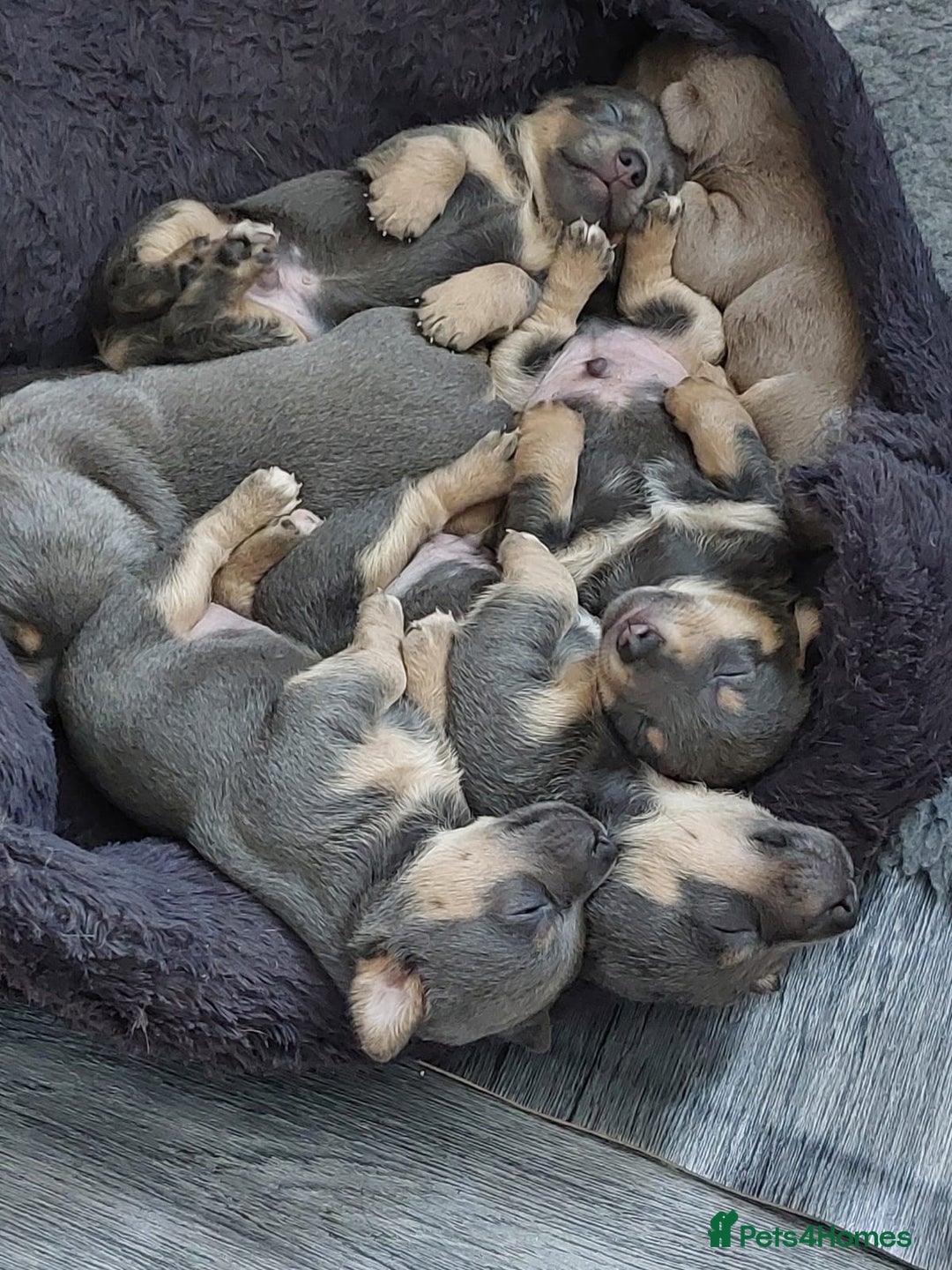 Jack Russell dogs for sale: Lilac/Blue Jack Russell puppies  in Hornchurch - Image 26