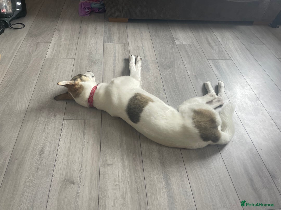 Mixed Breed dogs for sale: Lovable dog for sale - Advert 3