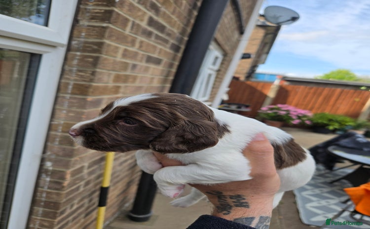 English Springer Spaniel dogs - Advert 5