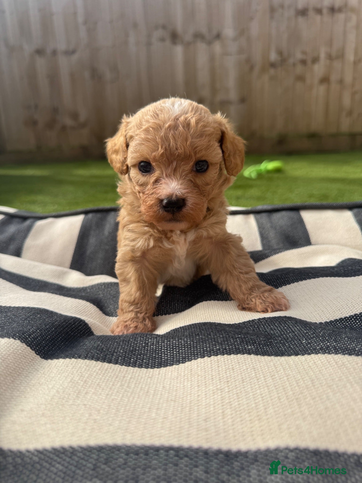 Maltipoo dogs 4 LEFT Adorable Rare Tiny Maltipoo 🐾  - Advert 1