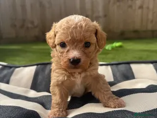 Maltipoo dogs 4 LEFT Adorable Rare Tiny Maltipoo 🐾 - Advert 1