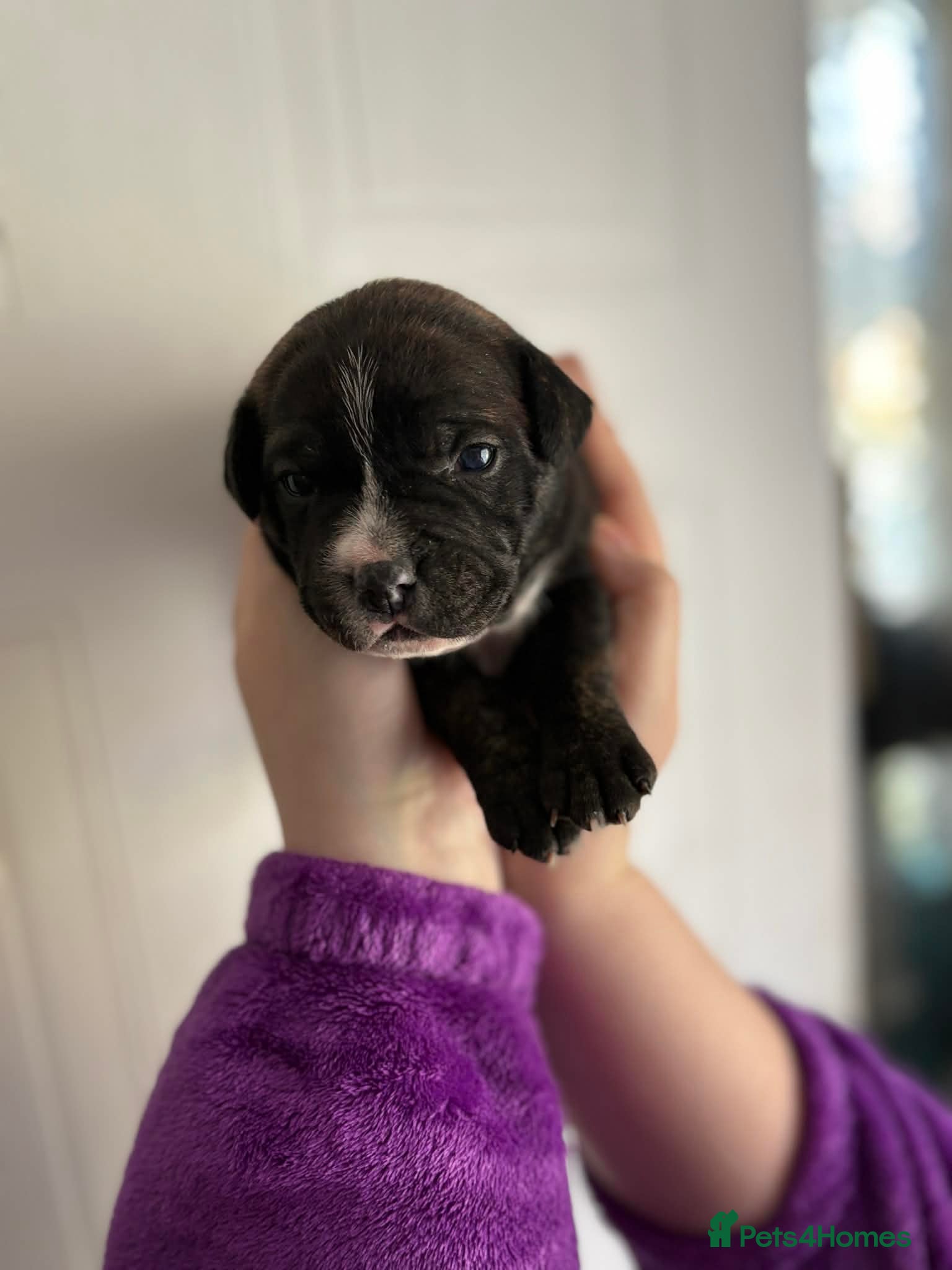 Staffordshire Bull Terrier dogs   Stunning Staffy Puppies - 1 left only!! - Advert 11