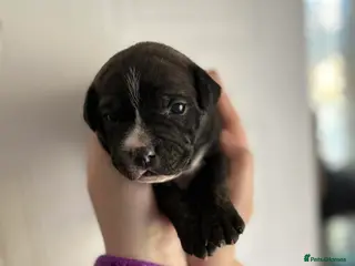 Staffordshire Bull Terrier dogs Stunning Staffy Puppies - 1 left only!! - Advert 11