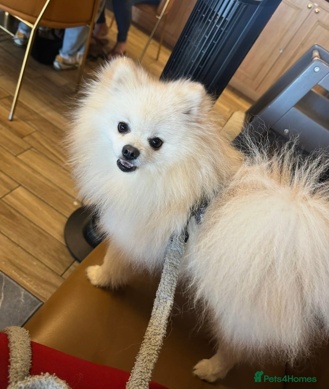 Pomeranian dogs for stud: ✨ Premium Pomeranian Stud Available – Elvis ✨ - Advert 6