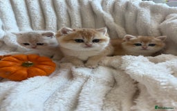 British Shorthair cats for sale: 🧡Exceptional golden British Shorthair🧡 - Image 5