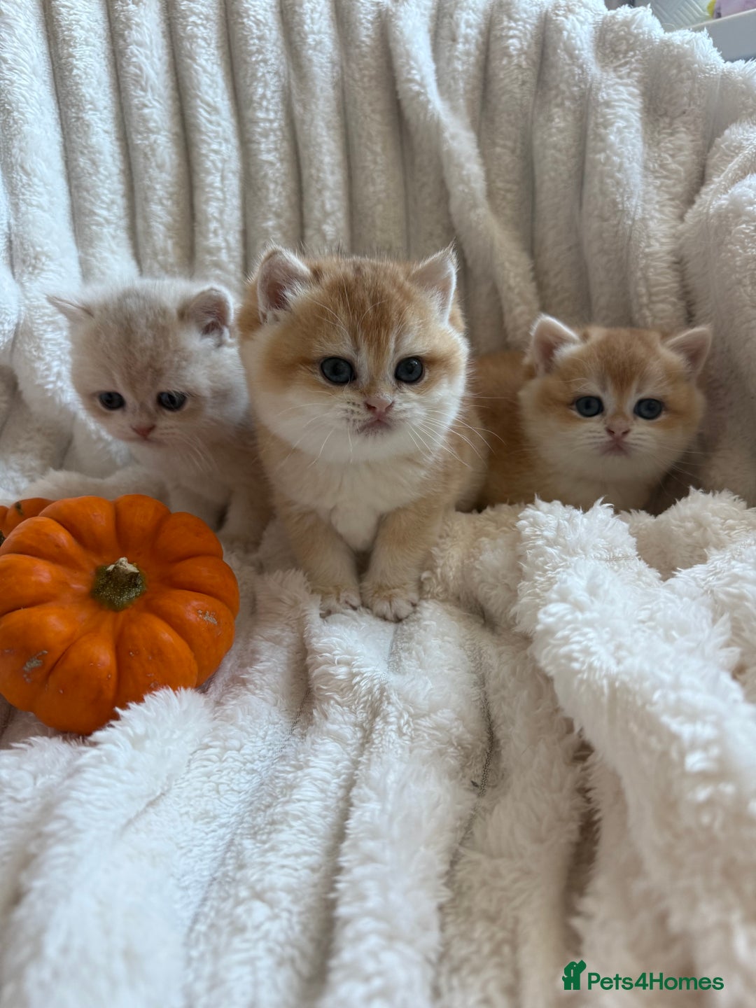 British Shorthair cats for sale: 🧡Exceptional golden British Shorthair🧡 - Image 5