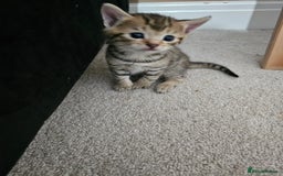 Mixed Breed cats for sale: Five Stunning Bengal X Kittens For Sale  - Image 5