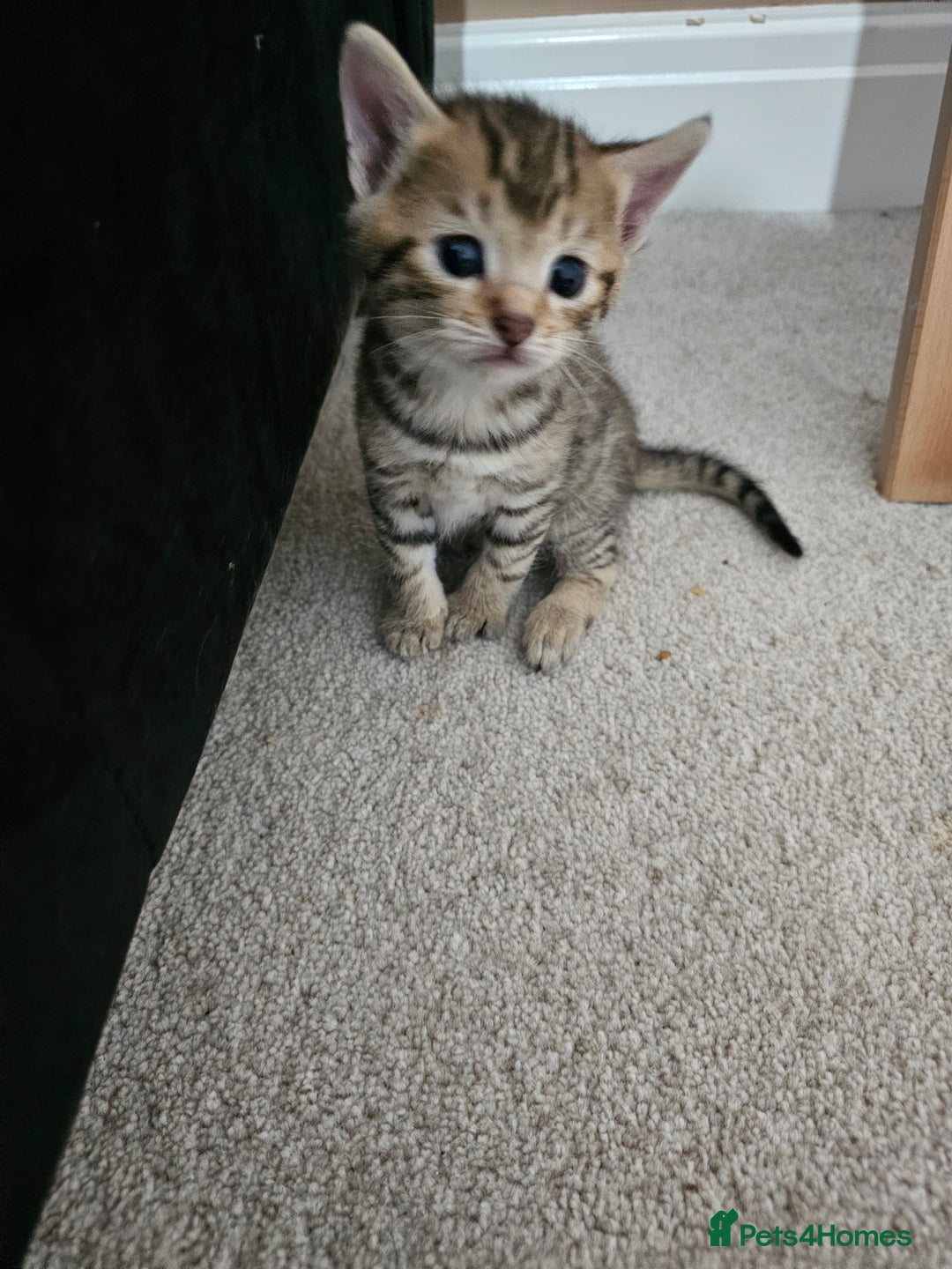 Mixed Breed cats for sale: Five Stunning Bengal X Kittens For Sale  - Image 5