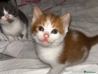 British Shorthair cats Adorable White&Ginger boy Kitten 🤍 - Advert 7