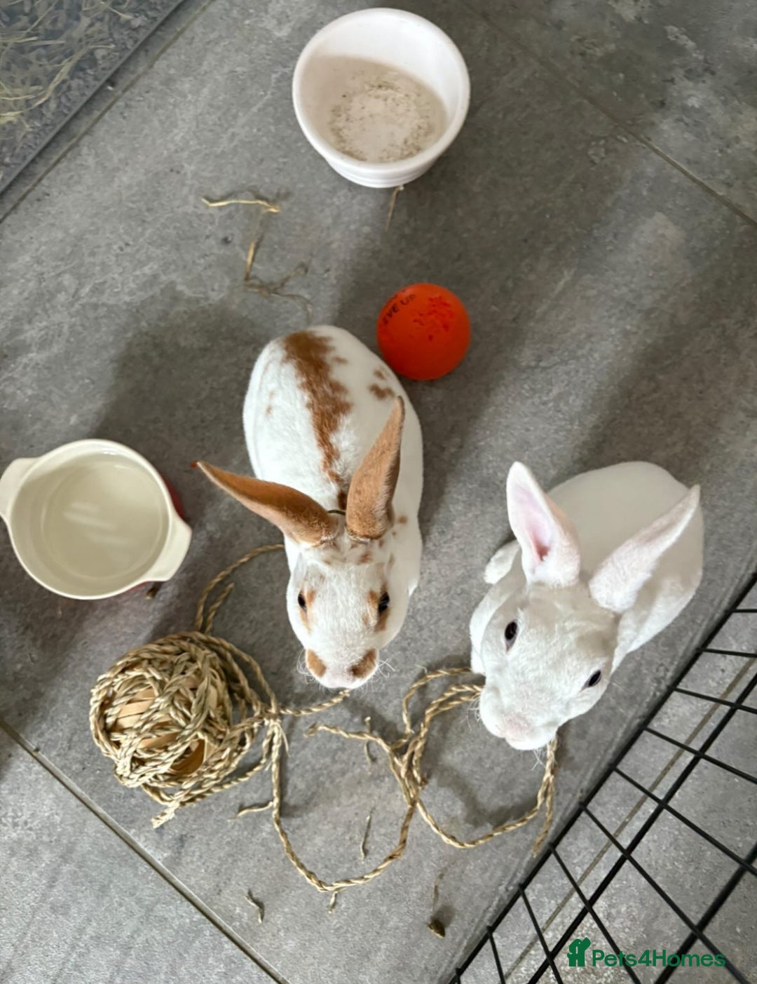 Mixed Breed rabbits for sale: 2 healthy, young rabbits for rehoming - Advert 1