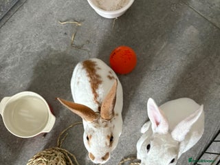 Mixed Breed rabbits 2 healthy, young rabbits for rehoming - Advert 1