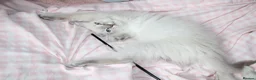 Ragdoll cats for sale: Fully Vaccinated GCCF parents  - Advert 15