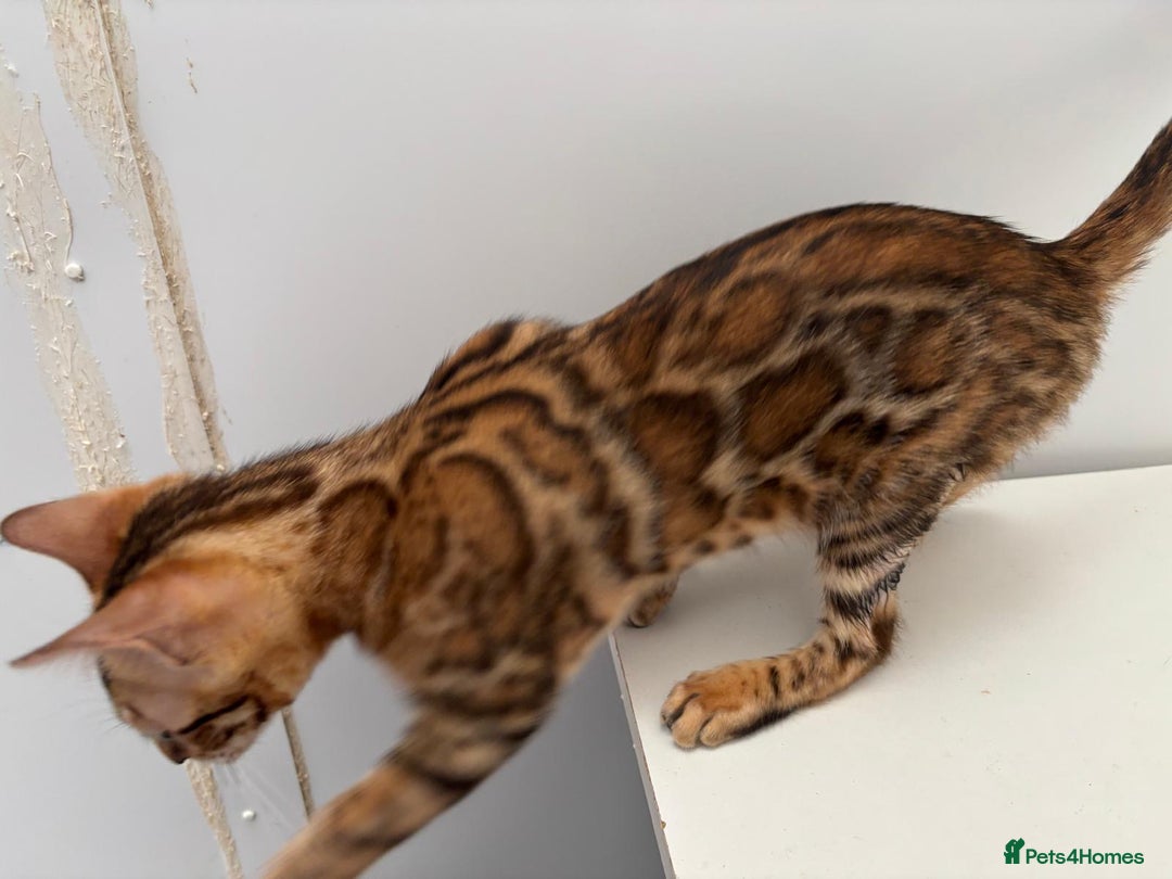Bengal cats for sale: TICA brown rosetted female bengal kittens - Image 8