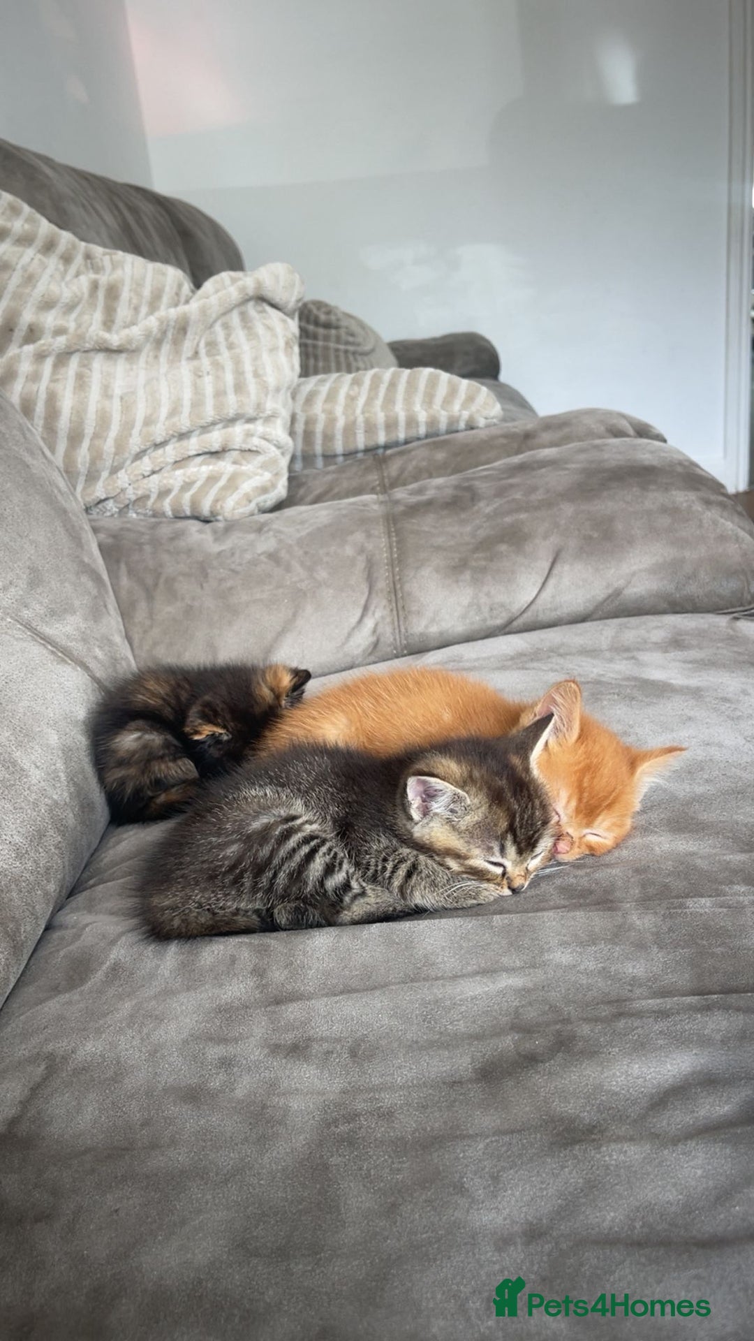 Mixed Breed cats for sale: Beautiful kittens  - Image 4