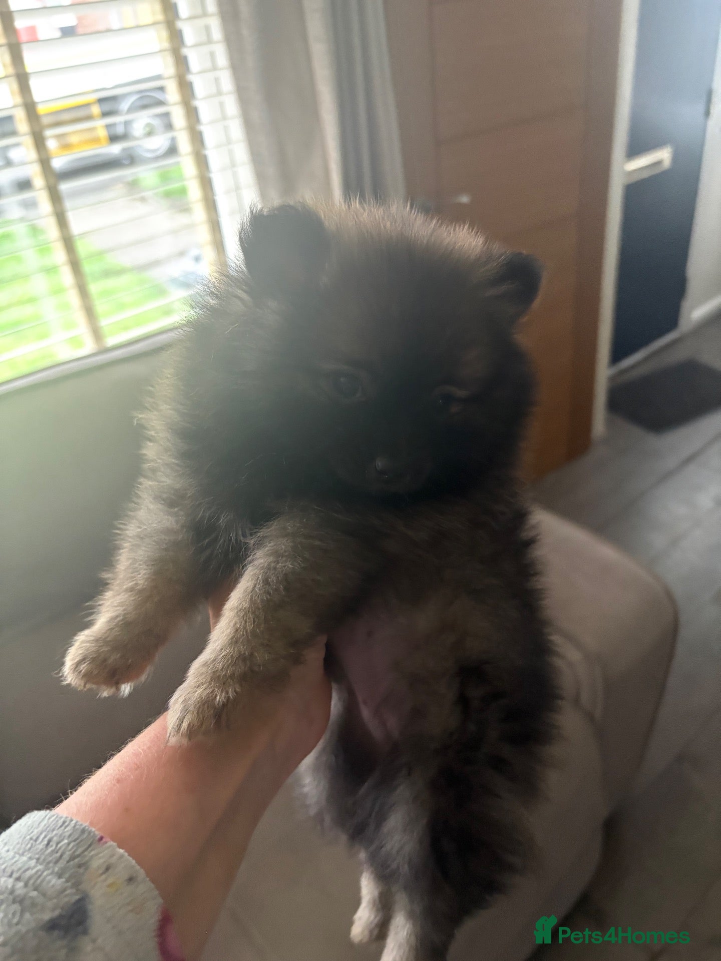 Pomeranian dogs 🐻 Adorable Teddy Bear puppies 1 girl and 3 boys🐻 - Advert 2