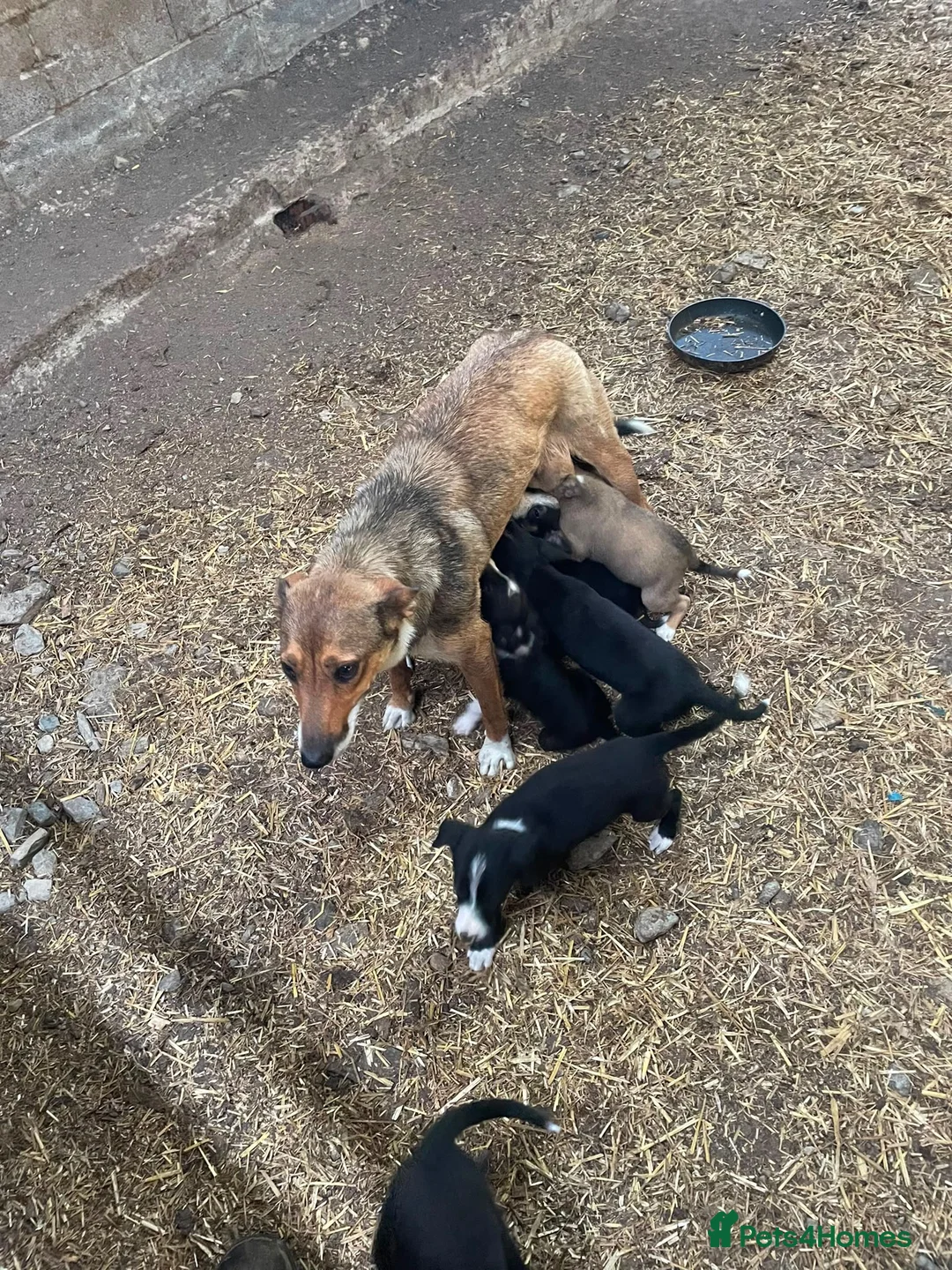 Mixed Breed dogs for sale: Working dogs - Advert 2