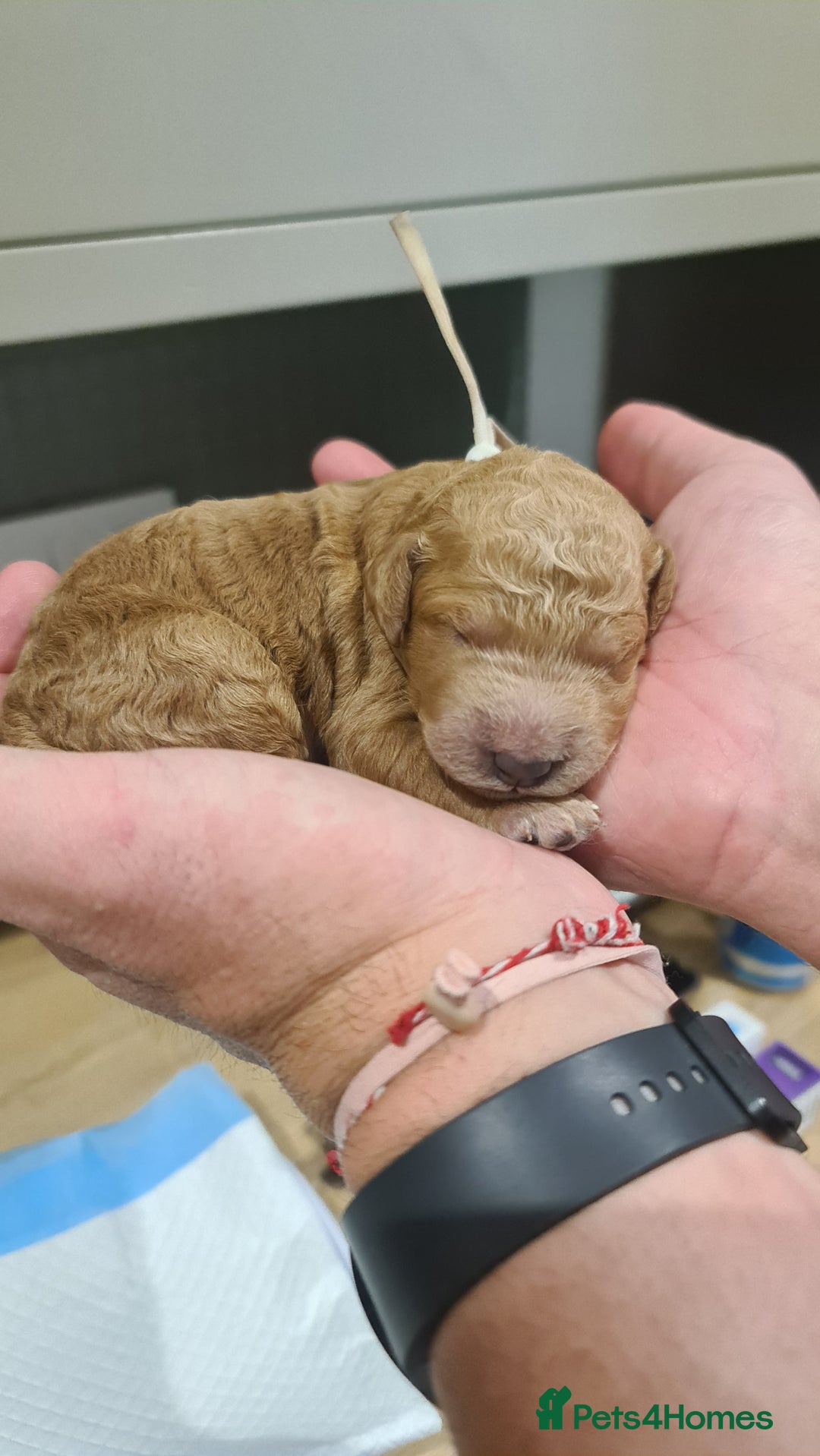 Goldendoodle dogs for sale: 🐾 Adorable Standard Goldendoodle Puppies 🐾 - Image 7