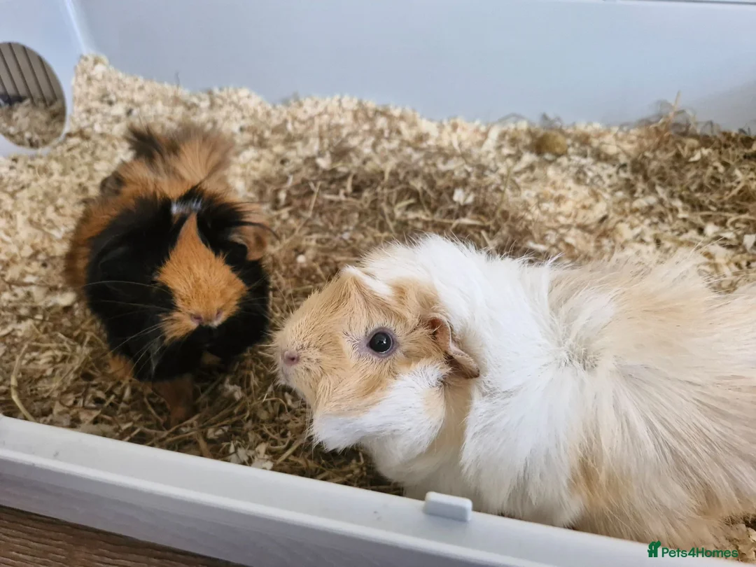 Guinea Pig rodents for sale: 2 Female Guinea Pigs, with cage and food setup - Advert 1