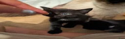 Ragcoon cats for sale: four gorgeous ragcoons ❤️ - Advert 4