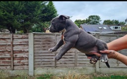 American Bully dogs for sale: David  - Image 2