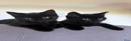 British Longhair cats for sale: Two black longhair British  - Advert 2