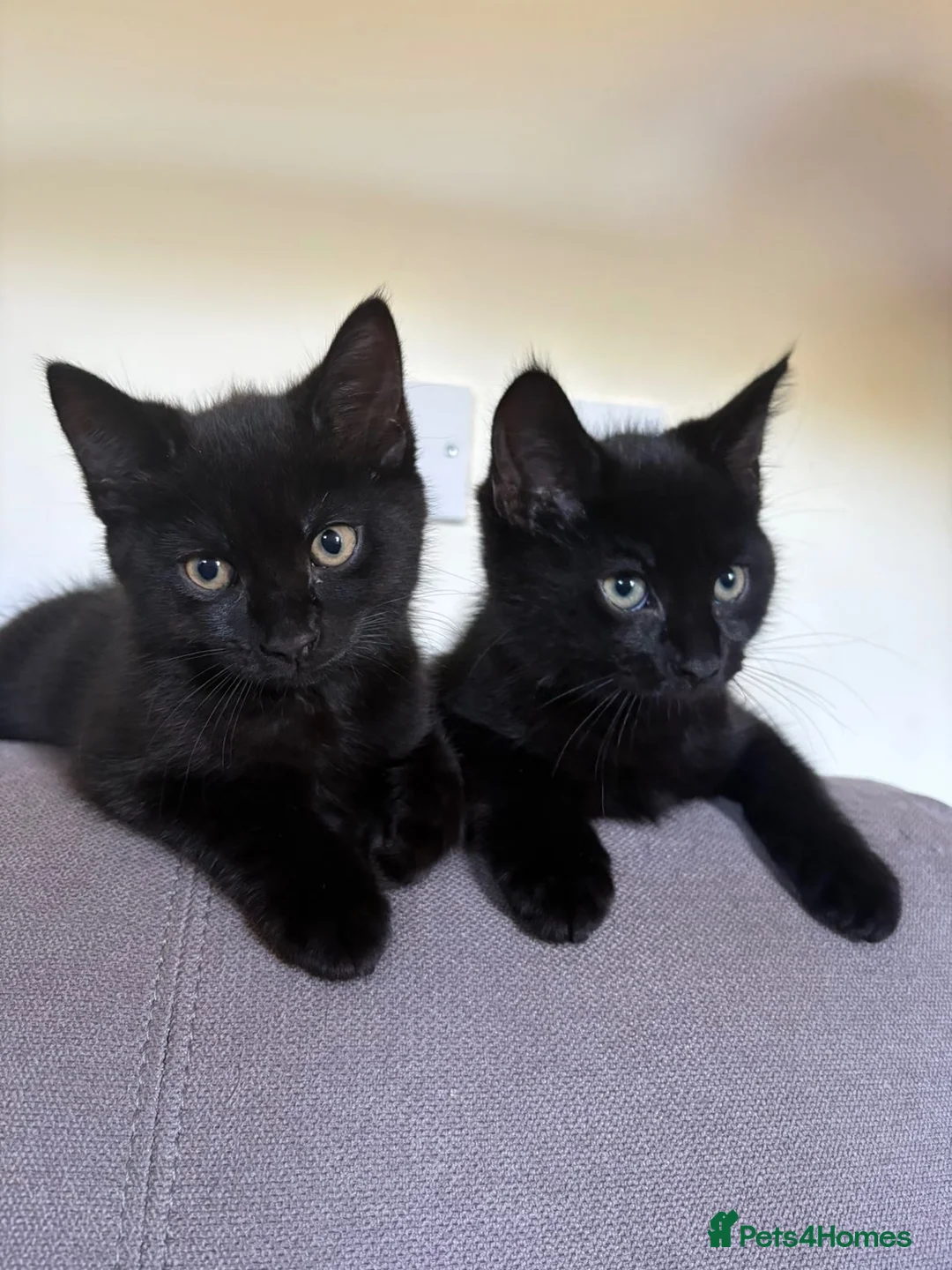British Longhair cats for sale: Two black longhair British  - Advert 2