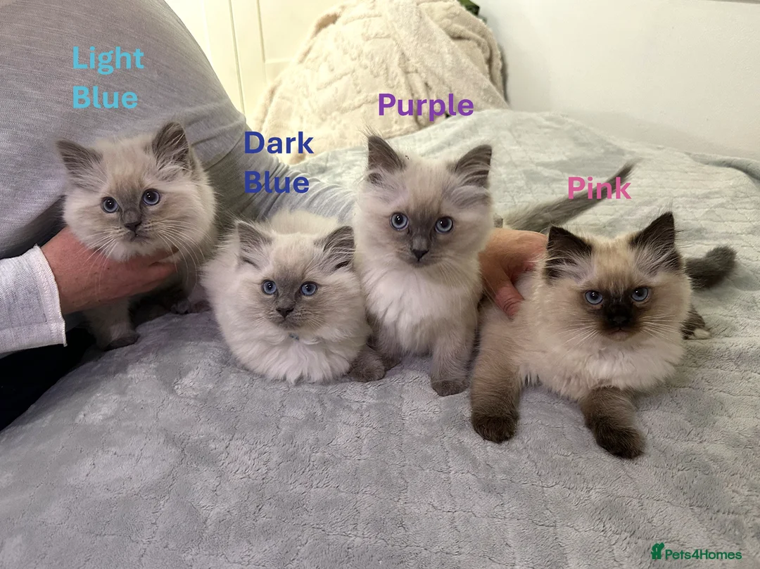 Ragdoll cats for sale: Stunning Ragdoll Kittens - Advert 1