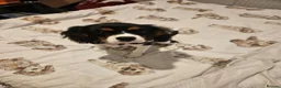 Cavalier King Charles Spaniel dogs for sale: I have a lovely King Charles' spaniel. in Basingstoke - Advert 5