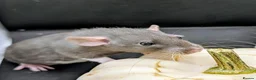 Rat rodents for sale: 4 female baby dumbo rats available  - Advert 10