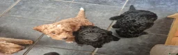 Toy Poodle dogs for stud: Toy Poodle for Stud - Advert 13