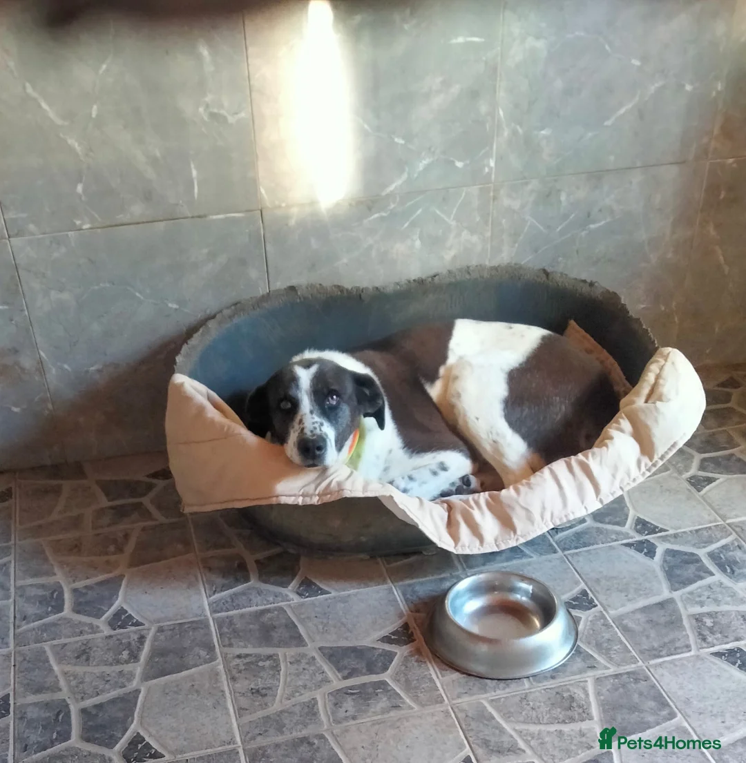 Mixed Breed dogs for adoption: Lula, A Gentle Soul Looking for Her Person - Advert 2