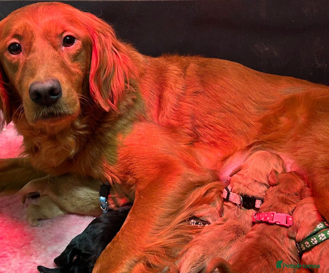 Mini Goldendoodle dogs for sale: Beautiful F1 Miniature Goldendoodle Puppies  - Advert 3