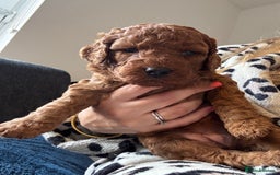 Cockapoo dogs for sale: Cockapoo puppy’s  - Image 11