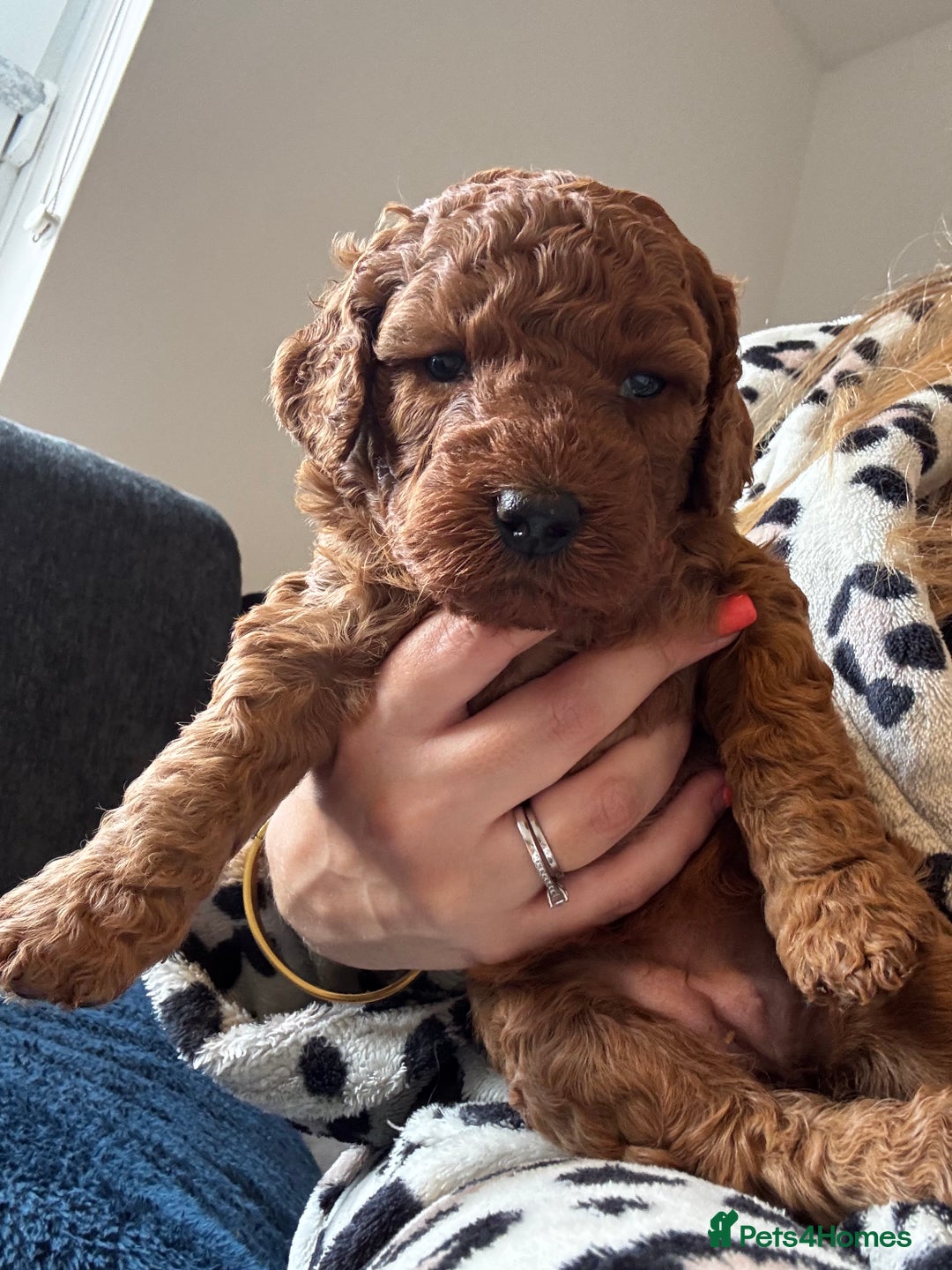 Cockapoo dogs for sale: Cockapoo puppy’s  - Image 11