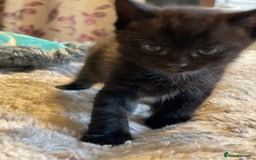 Mixed Breed cats for sale: Little kittens for sale - Image 7