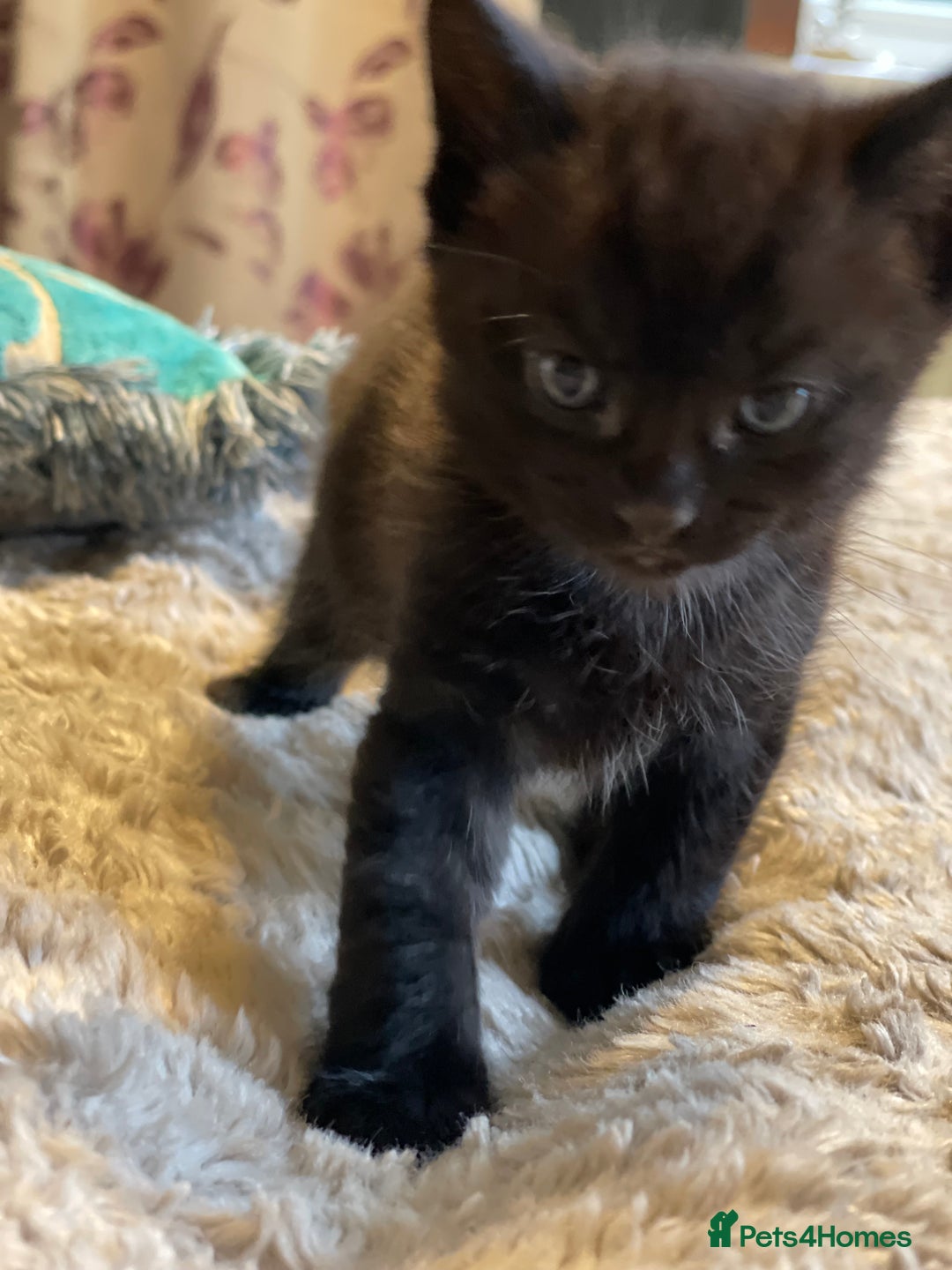 Mixed Breed cats for sale: Little kittens for sale - Image 7