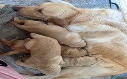 Golden Retriever dogs for sale: One girl left - Image 4