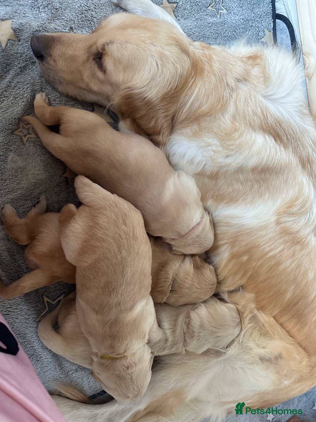 Golden Retriever dogs for sale: One girl left - Image 4