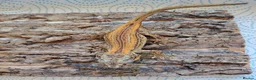Gecko reptiles for sale: Gargoyle geckos - Advert 8