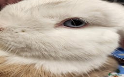 English Lop rabbits for sale: Gorgeous bucket lop ear male friendly blue eyes  - Image 3