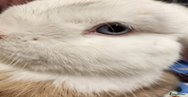 English Lop rabbits - Advert 11