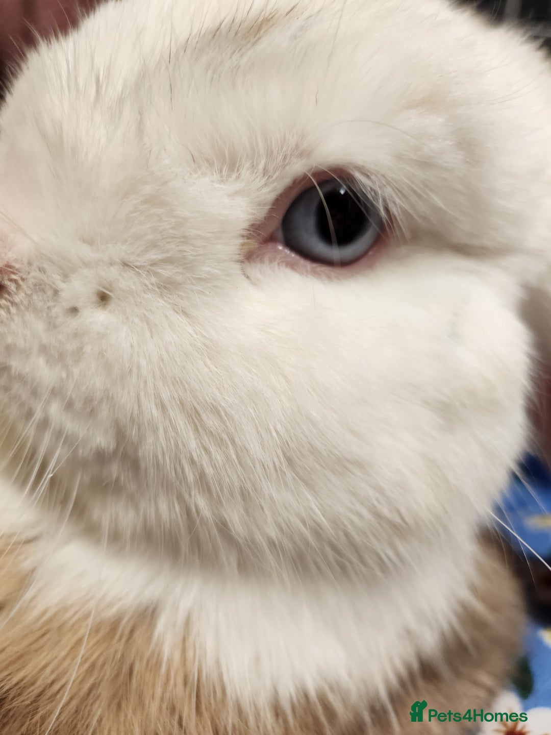 English Lop rabbits for sale: Gorgeous bucket lop ear male friendly blue eyes  - Image 3