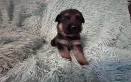 German Shepherd dogs for sale: German Shepard KC Reg Puppies in Scunthorpe - Image 20