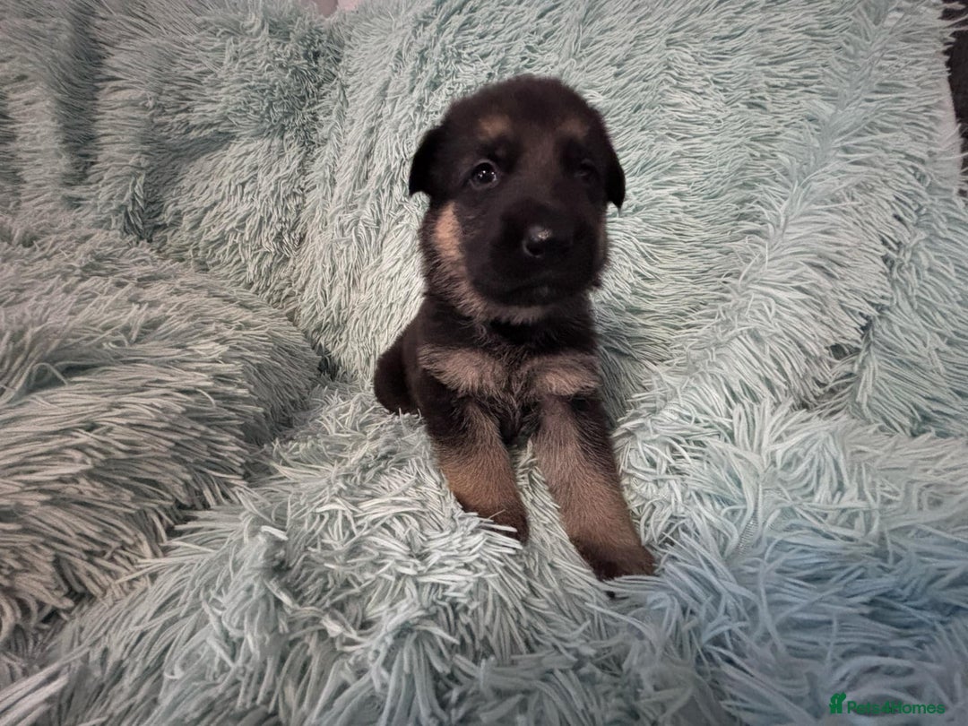 German Shepherd dogs for sale: German Shepard KC Reg Puppies in Scunthorpe - Image 20