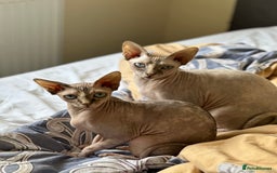 Sphynx cats for sale: Pedigree Sphynx Kitten in Bedford - Image 4