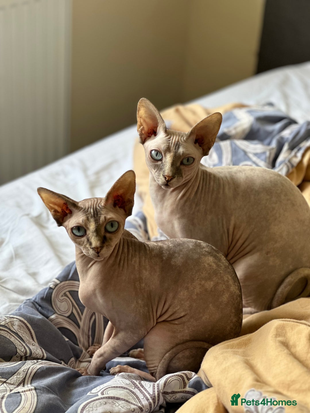 Sphynx cats for sale: Pedigree Sphynx Kitten in Bedford - Image 4